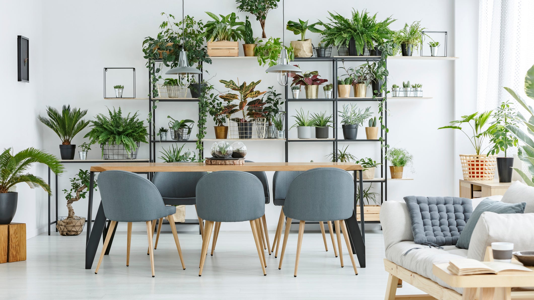 Indoor Plants to Impress Your Guests at Home - Plant Studio LLC