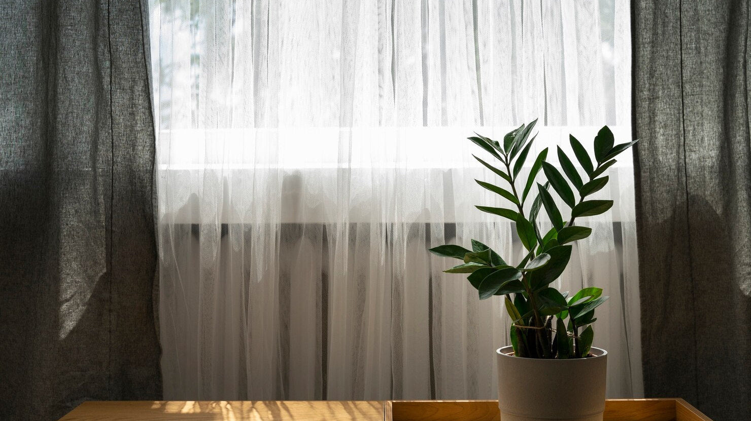potted plant by the window with sunlight - Plant Studio