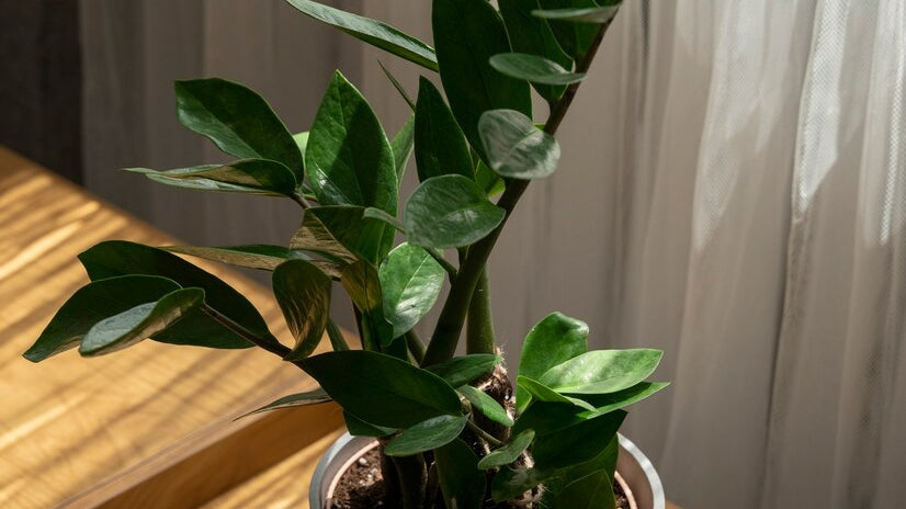 potted plant near window with sunlight - Plant Studio