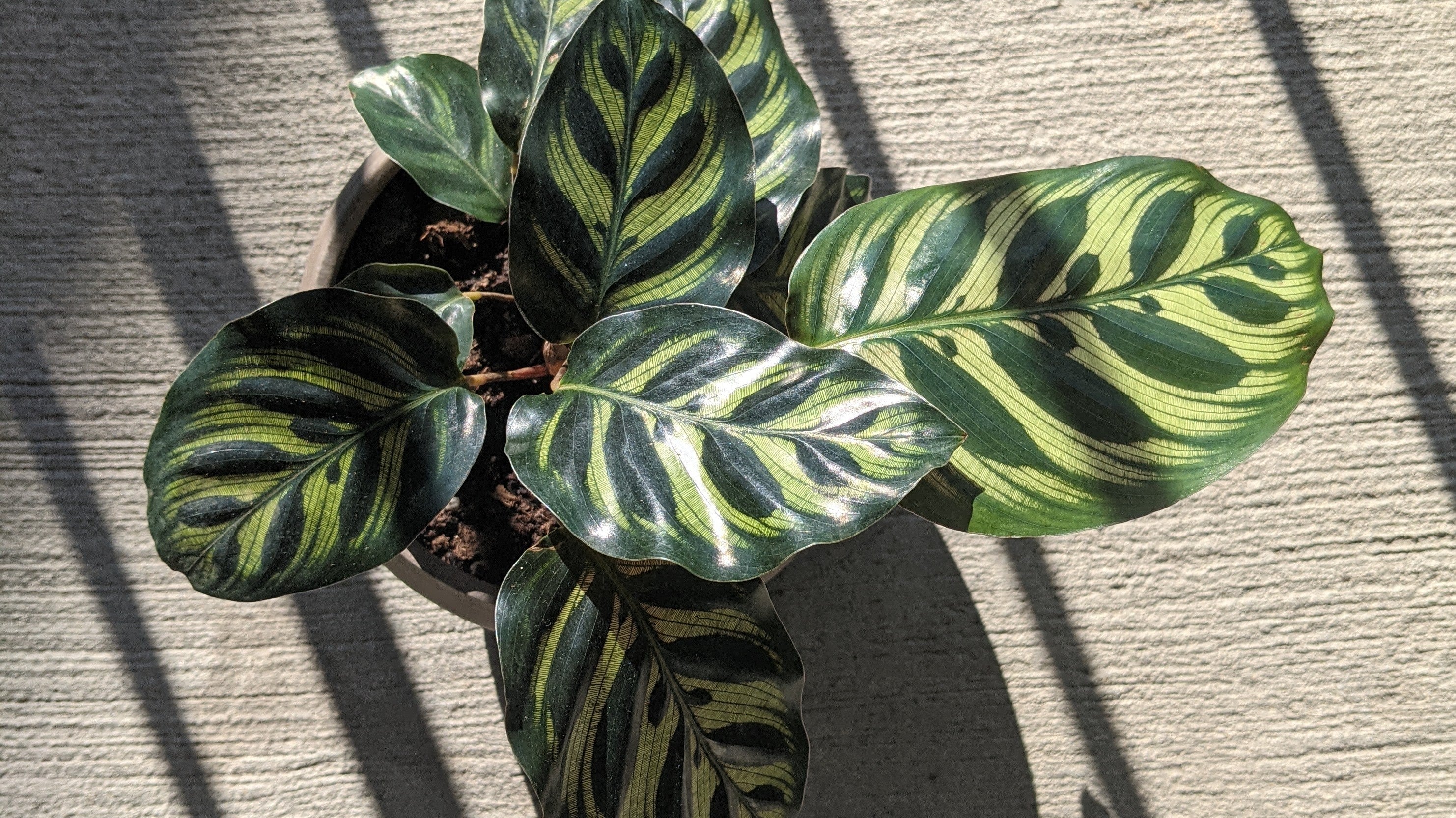 Understanding Light Requirements for your House Plants - Plant Studio LLC
