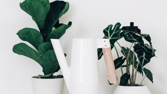 Did I Just Overwater My Plant? - Plant Studio LLC