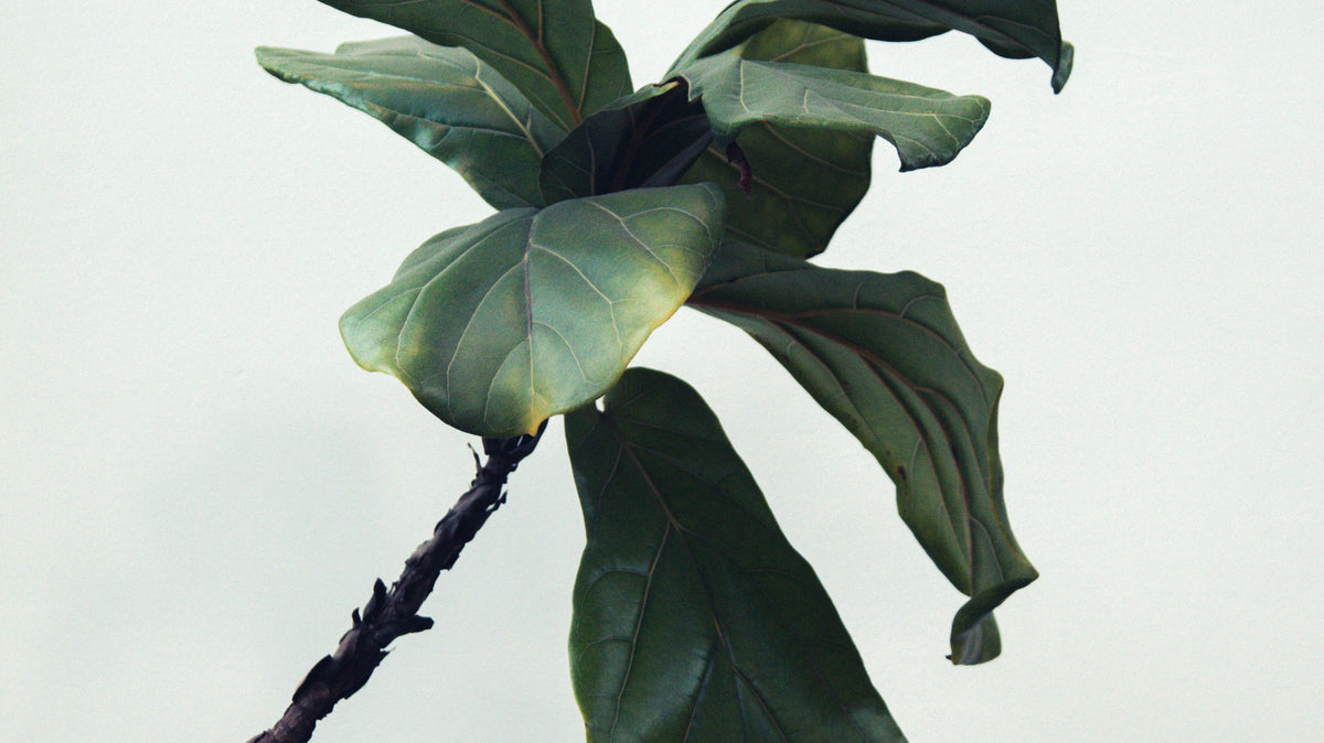 Brown and Yellow, Brown and Yellow - Plant Studio LLC