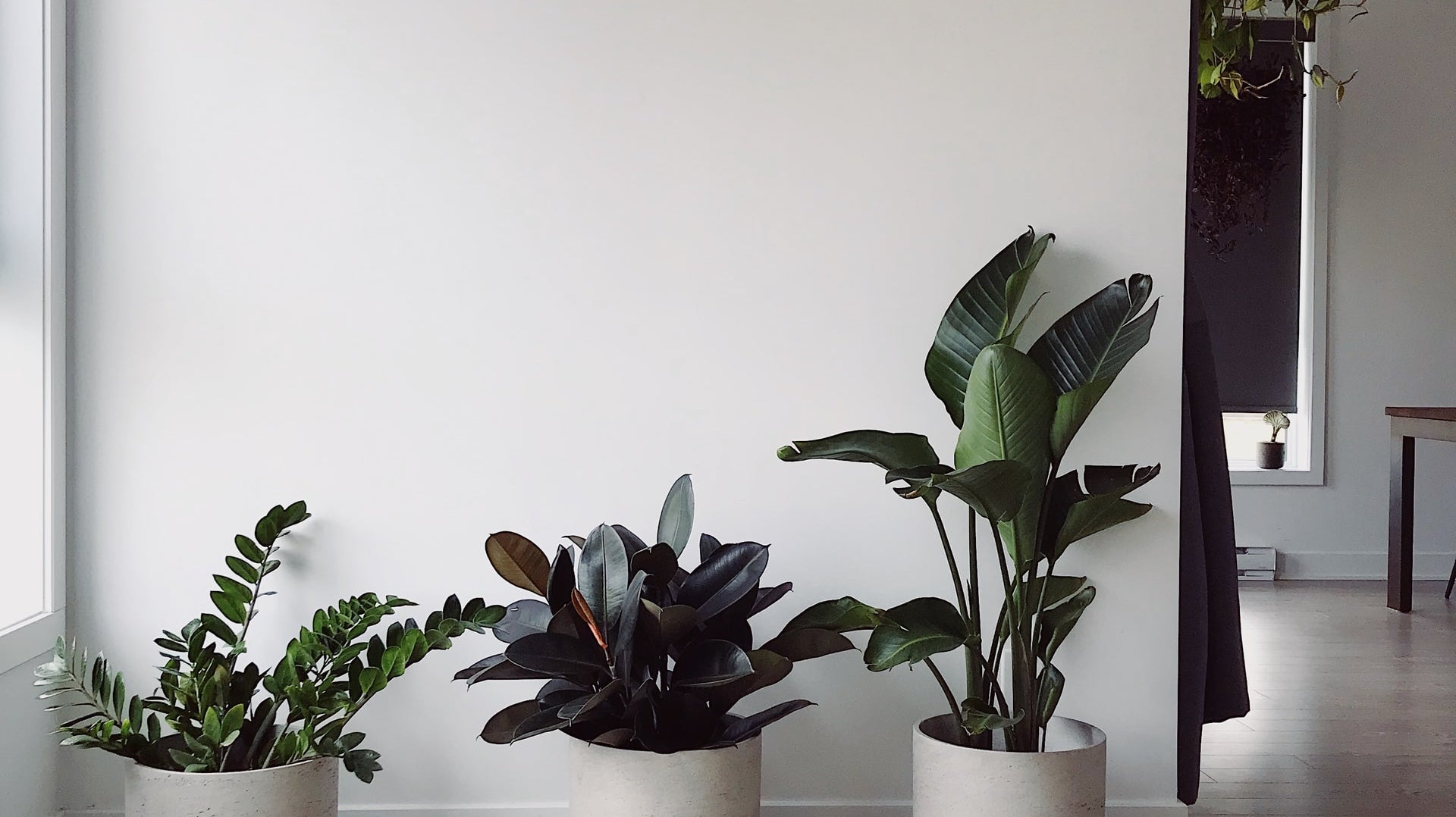 Do's and Don'ts | 6 Steps to New Indoor Plant Success - Plant Studio LLC