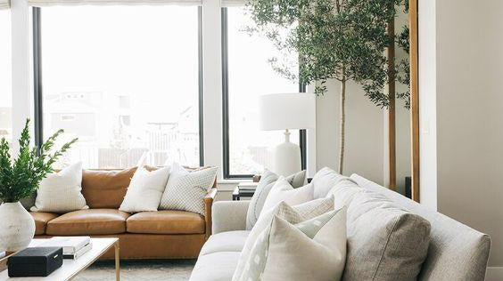olive tree in pot placed in living room with gray sofa - Plant Studio