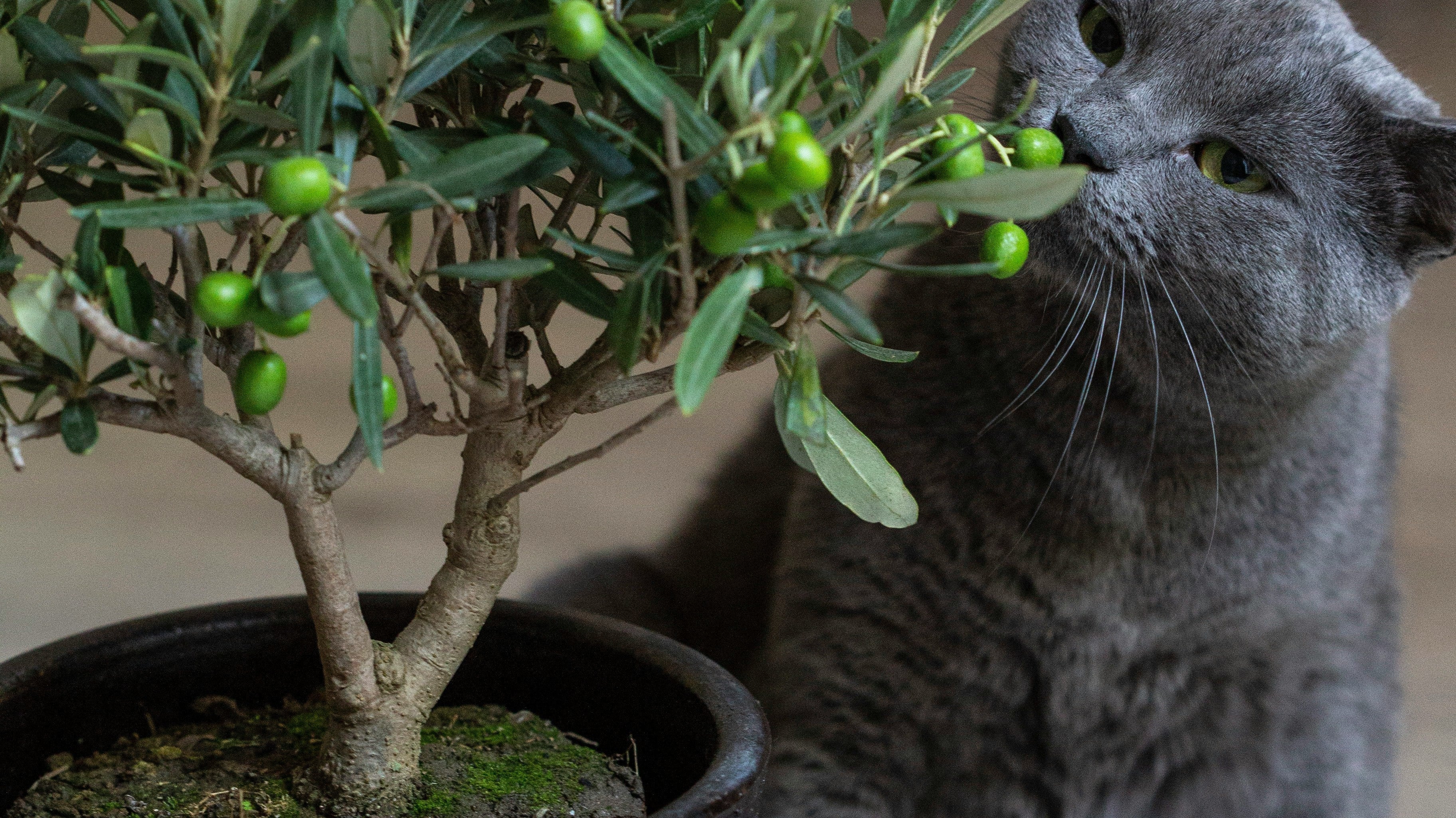 The Complete Guide to Pet-Safe Indoor Plants for Dubai Cat & Dog Owners