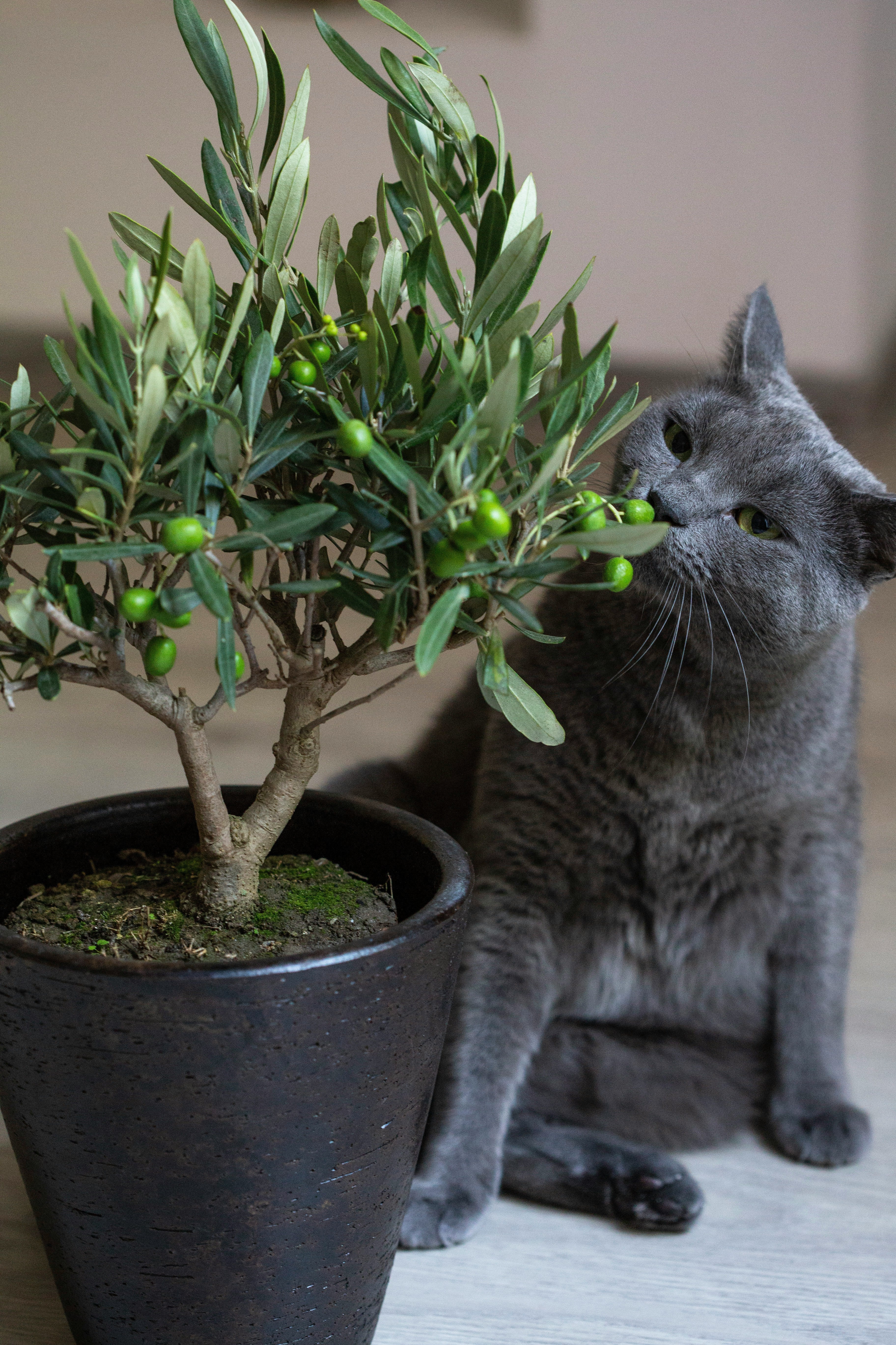 The Complete Guide to Pet-Safe Indoor Plants for Dubai Cat & Dog Owners