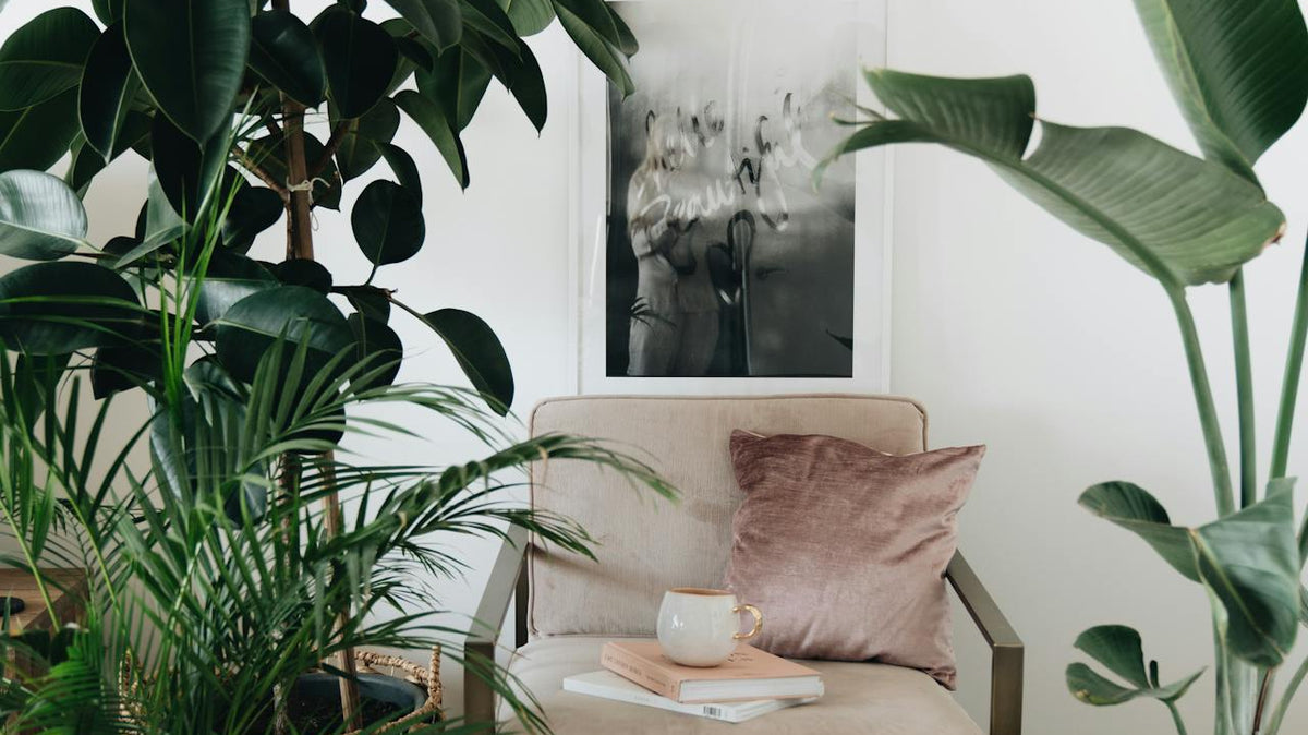 floor plants in the living room with white chair and pillows - Plant Studio
