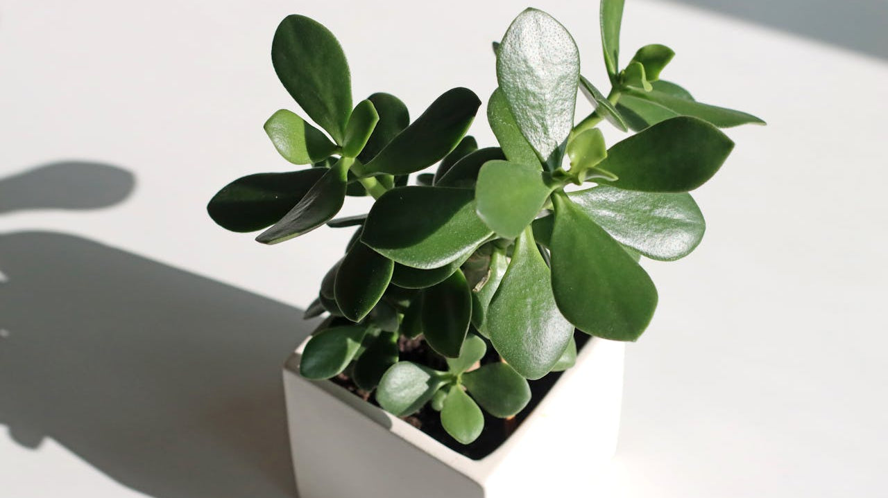 small indoor plant in white pot - Plant Studio