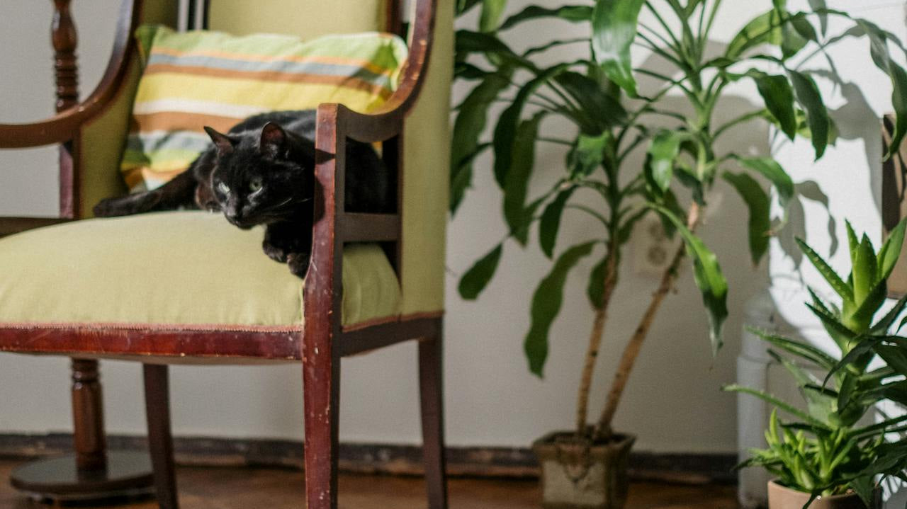 Why Indoor Plants Are Essential for UAE Homes