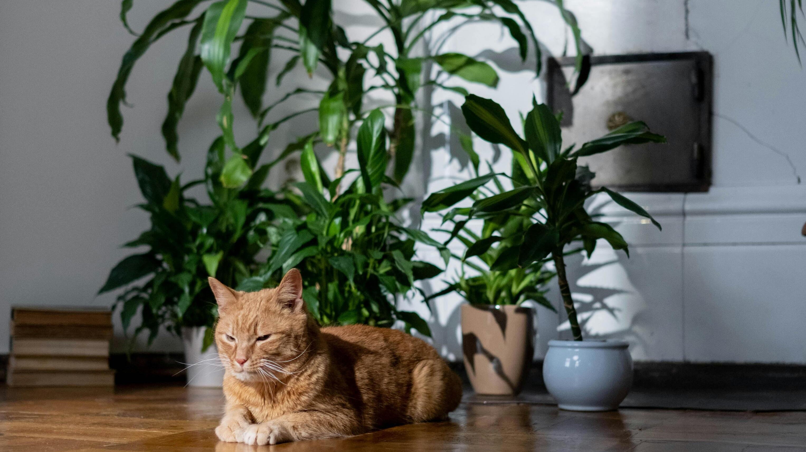 orange cat lying on the floor with floor plants in the background - Plant Studio