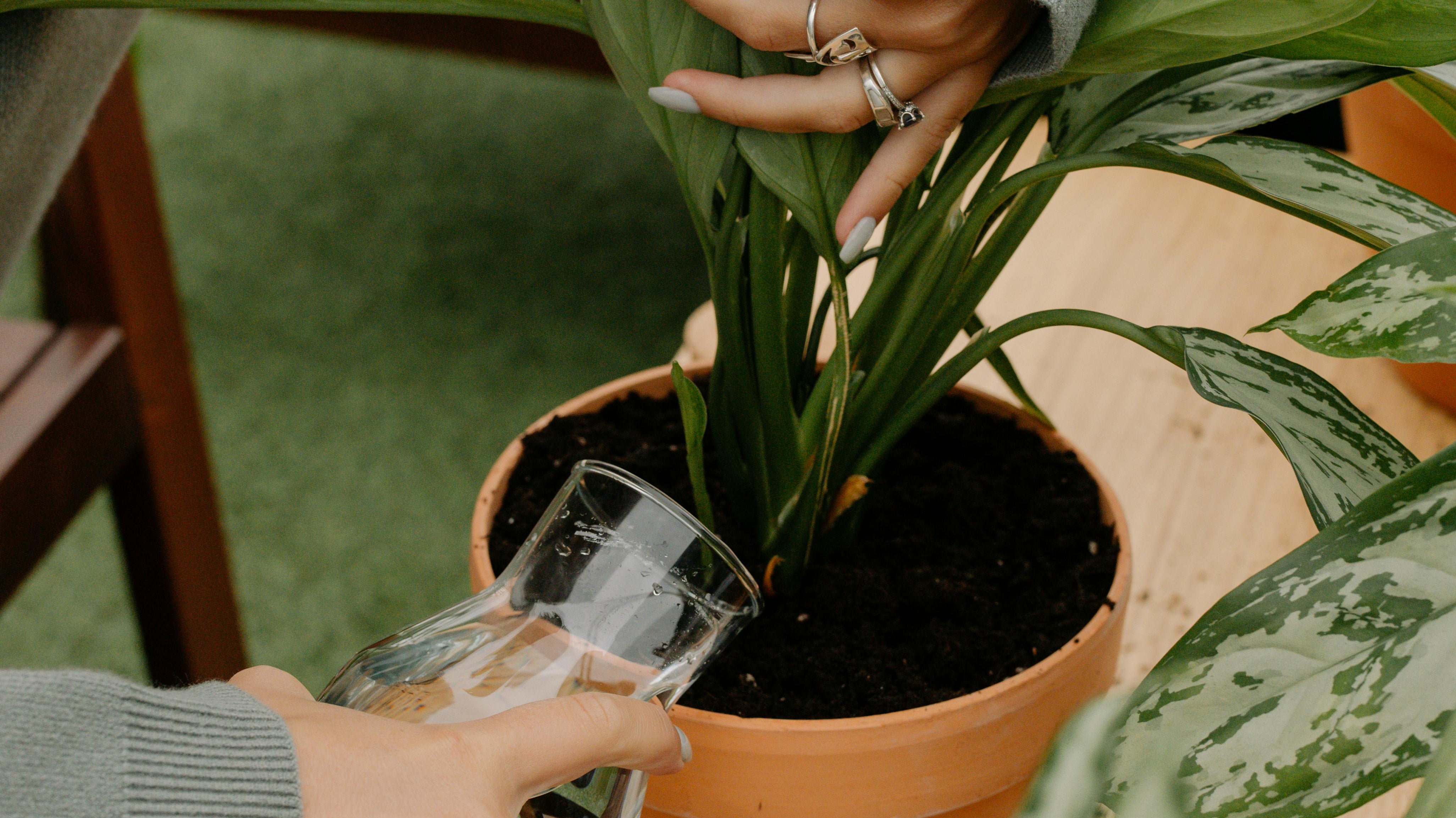How Much Water Does Your Plant Need? A Guide to Watering by Pot Size