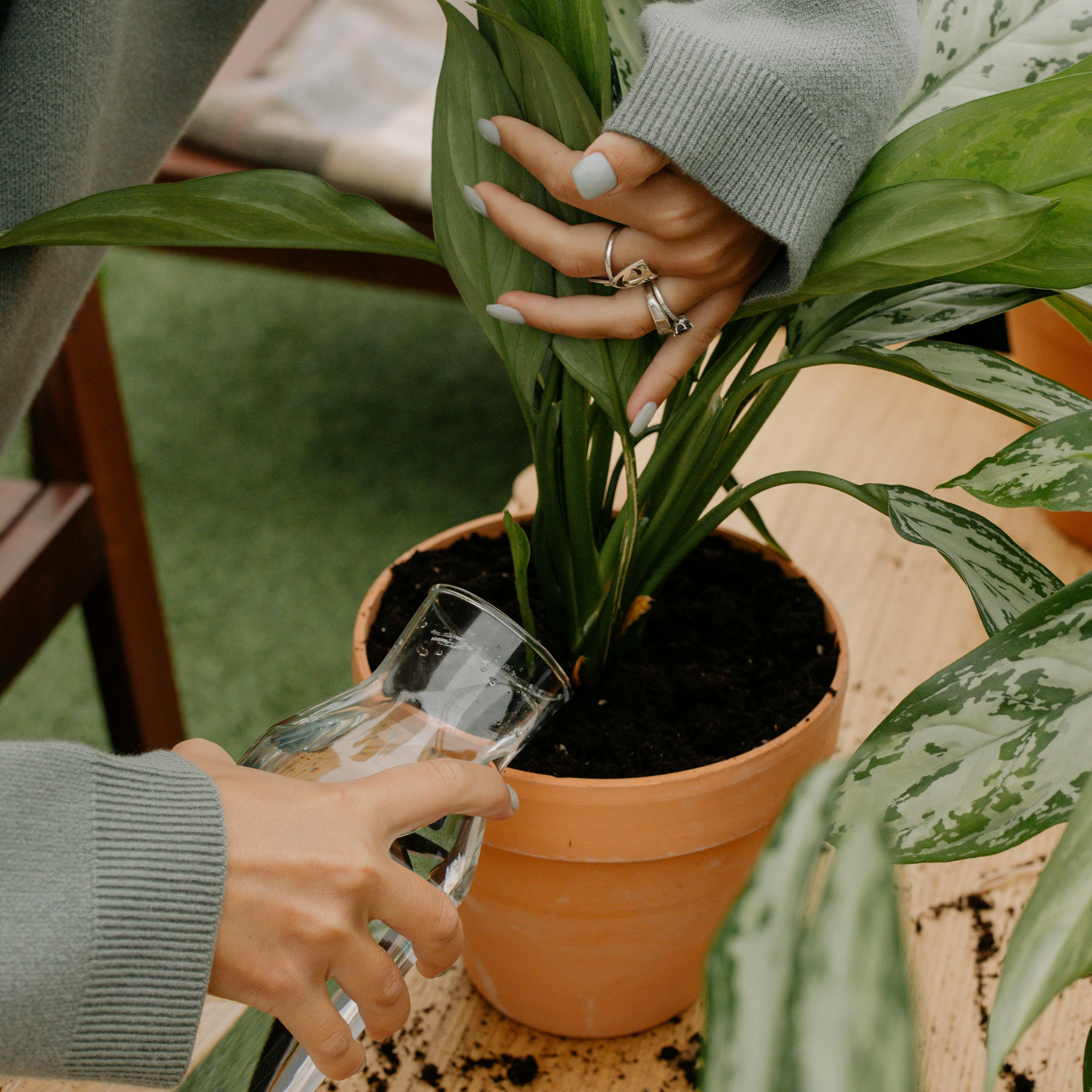How Much Water Does Your Plant Need? A Guide to Watering by Pot Size