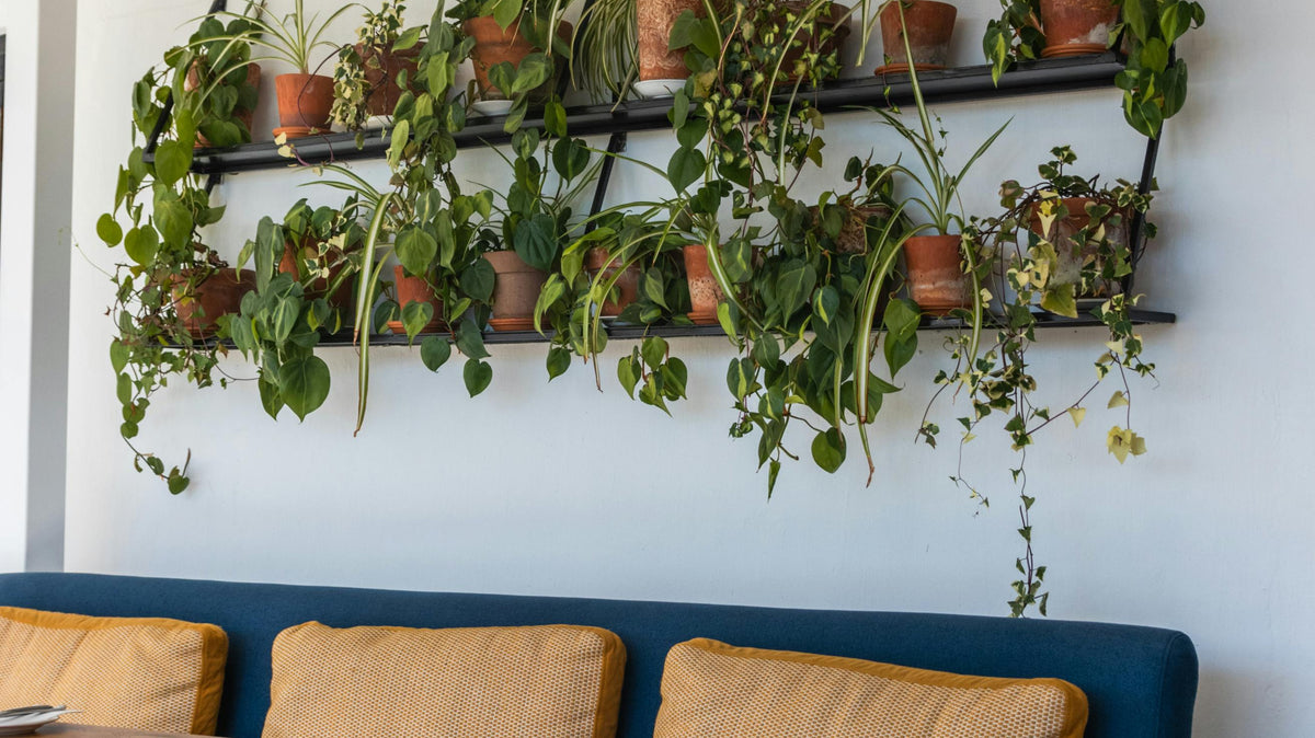 potted plants placed on the shelf on the wall - Plant Studio