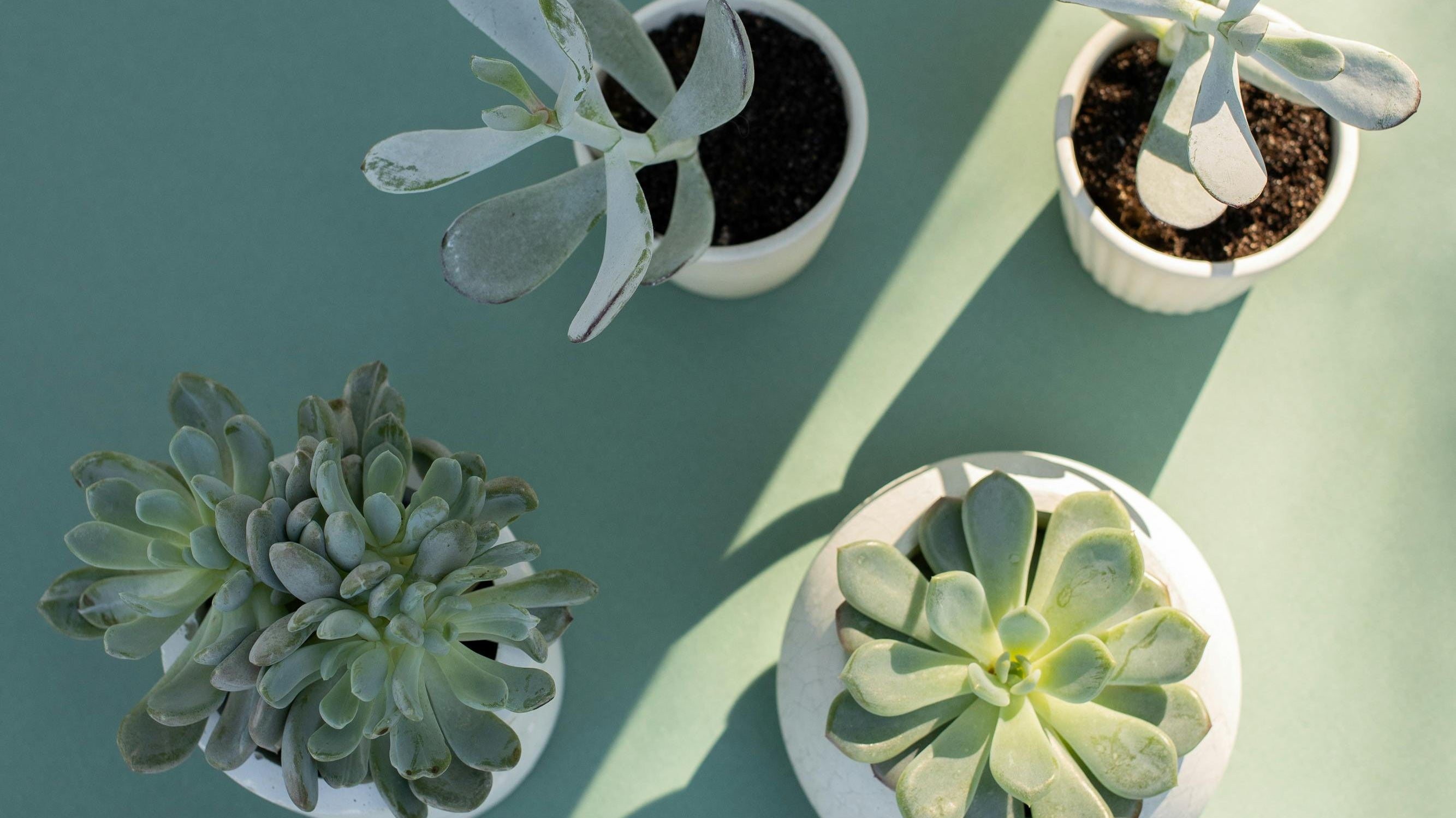 different succulents in white pot and sizes - Plant Studio