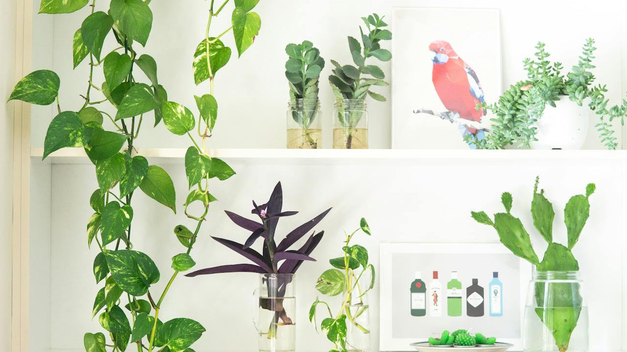 plants in white shelf with different small potted plants and books - Plant Studio