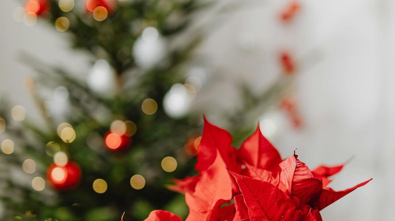 poinsettia with christmas tree in the background - Plant Studio