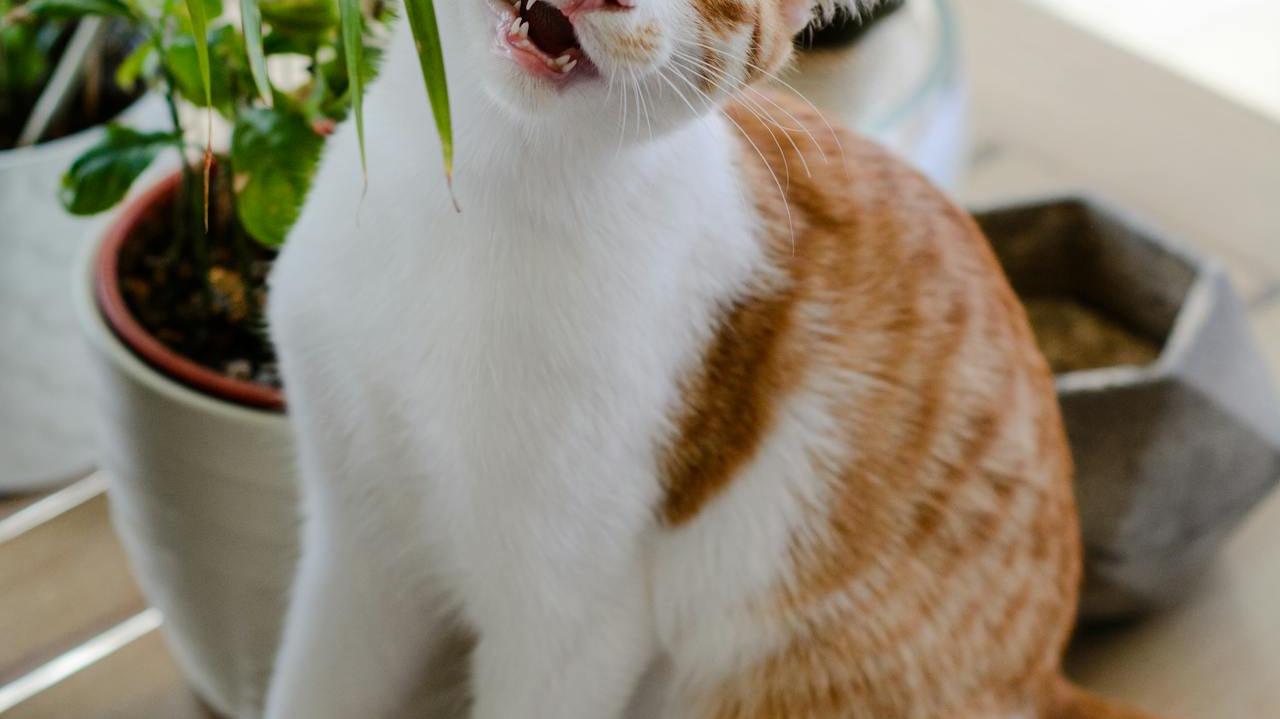 orange cat eating plants - Plant Studio