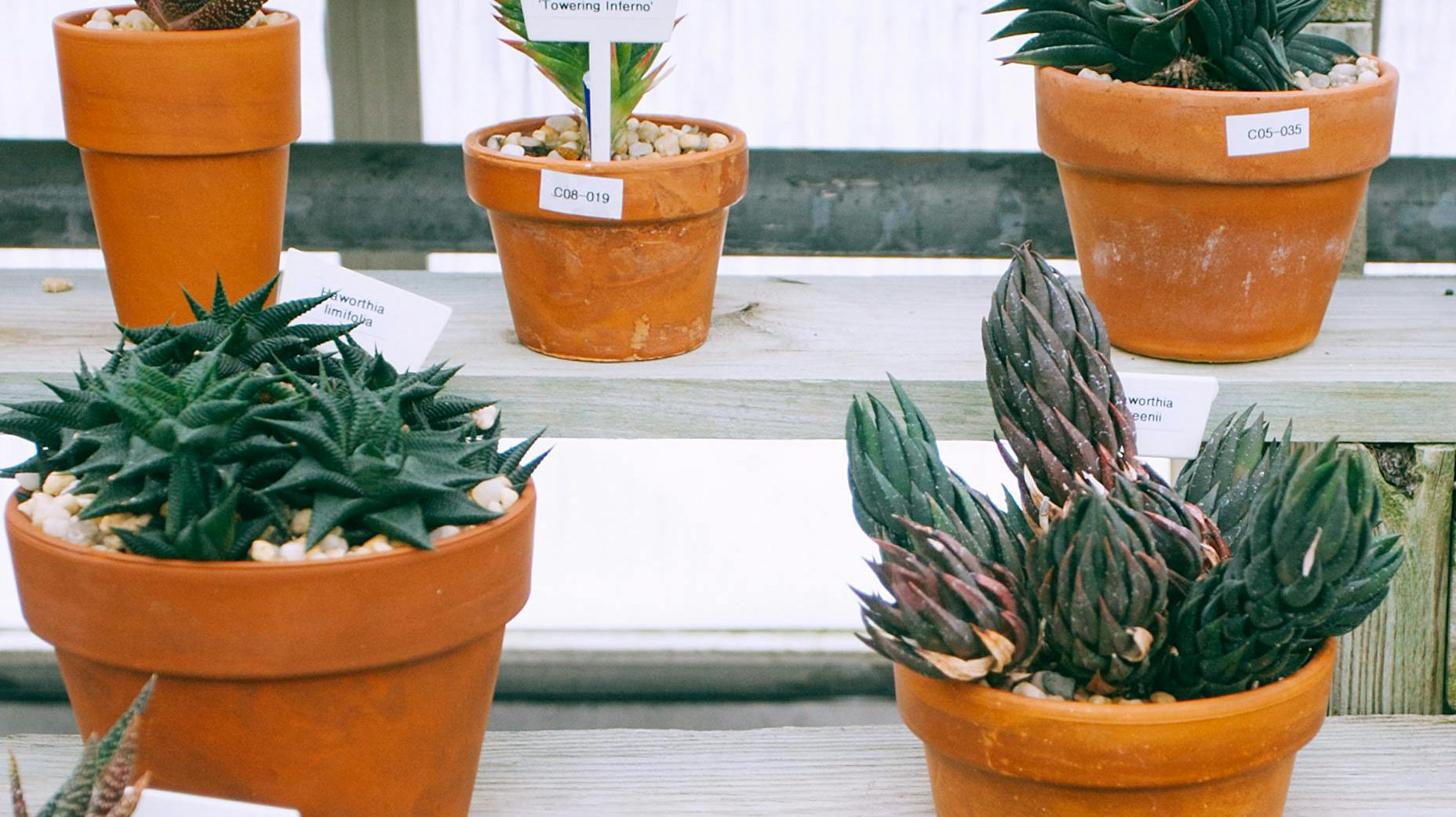 Guide to Plant Nurseries in Dubai | Plant Studio