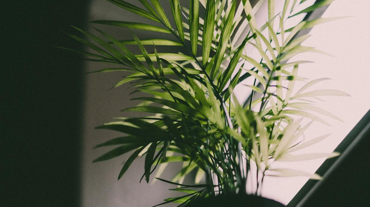 shade loving plants - Plant Studio