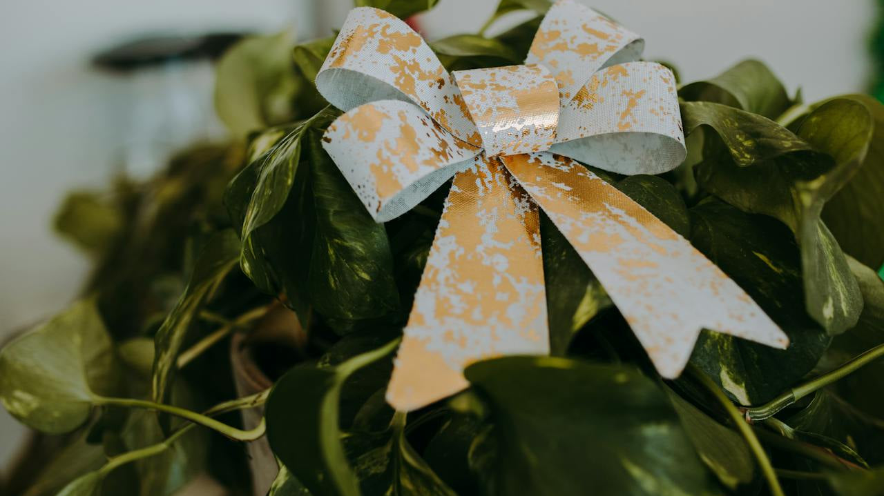 Easy-to-Find Christmas Plants for Beginners