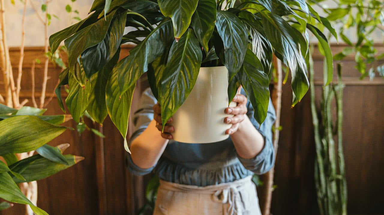 person holding potted plant - Plant Studio