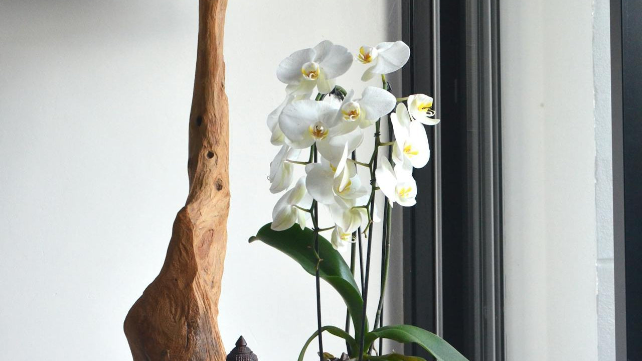 white potted orchid in coffee table with small buddah sculpture - Plant Studio