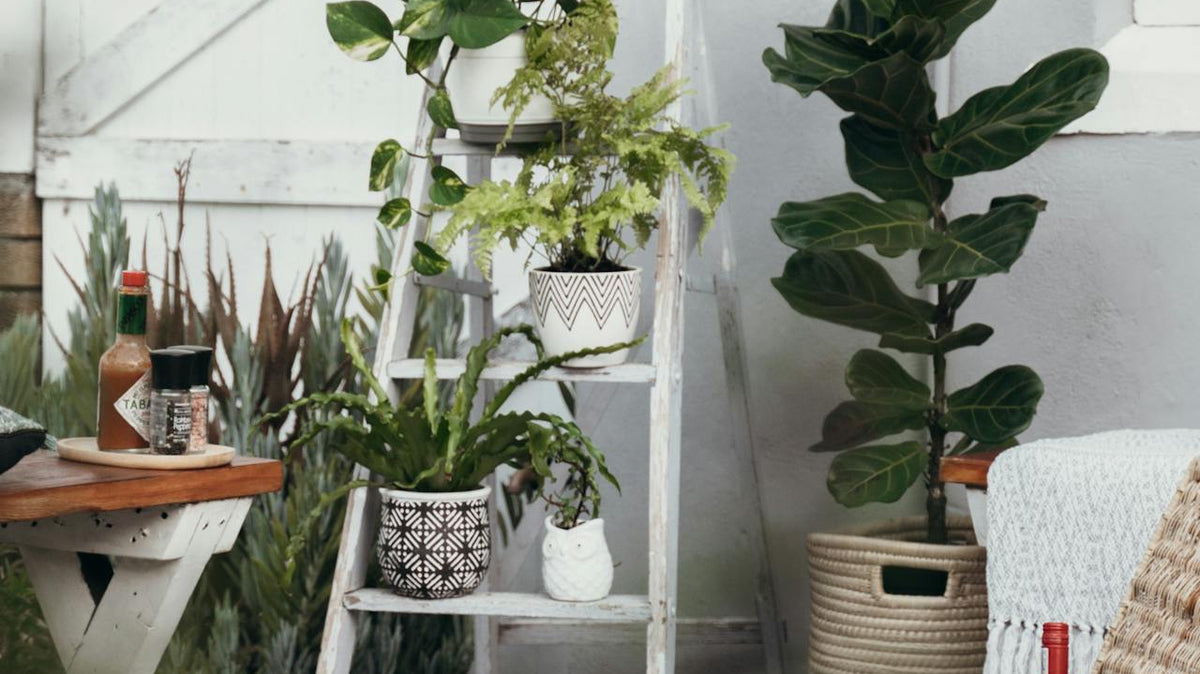 room with variety of indoor plants - Plant Studio