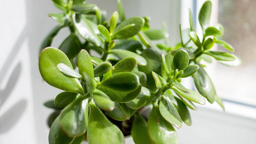 small plant in white pot positioned near the window - Plant Studio