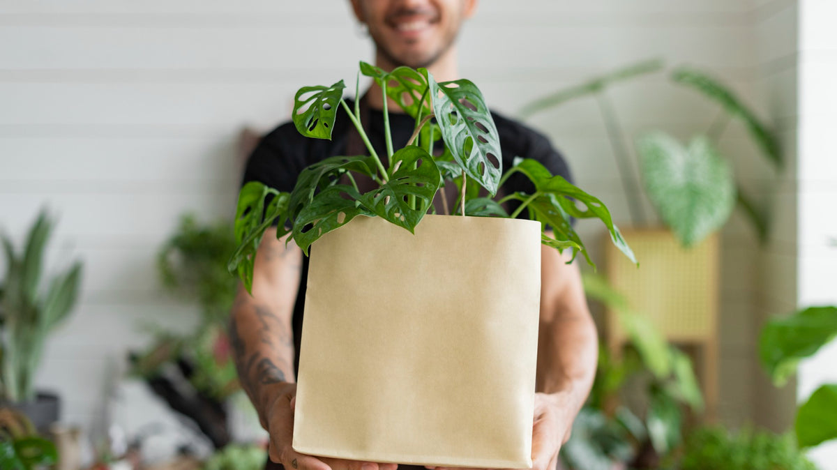 Best Indoor Plants for Gifting