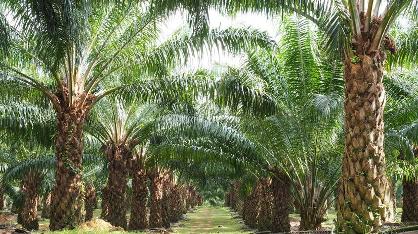 many palm trees in farm - Plant Studio