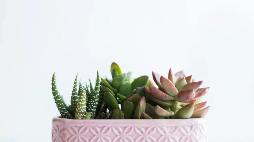 succulents in beautiful pink pot - Plant Studio