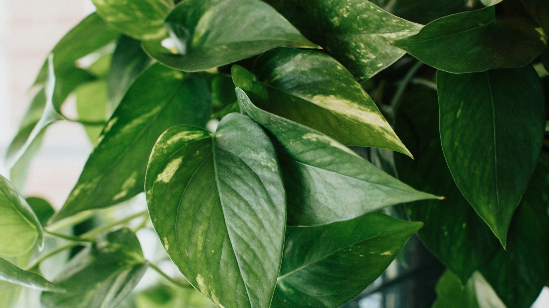 Simple Tips in Growing Your Creeper Plants - Plant Studio LLC