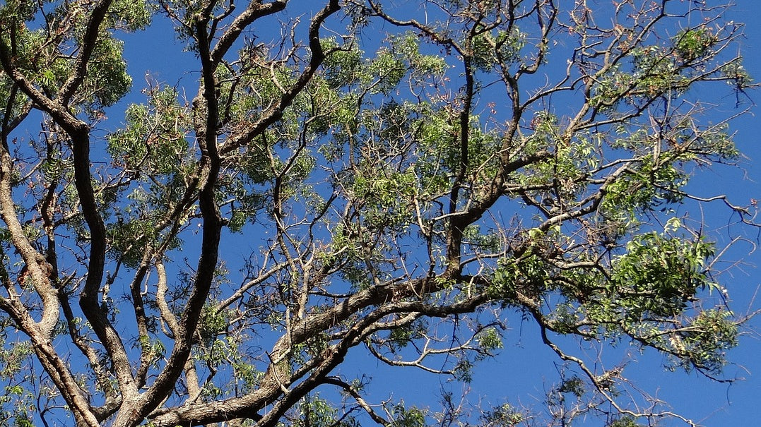 neem tree in clear skies - Plant Studio