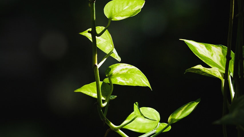 golden pothos that is hanging with blurred background - Plant Studio