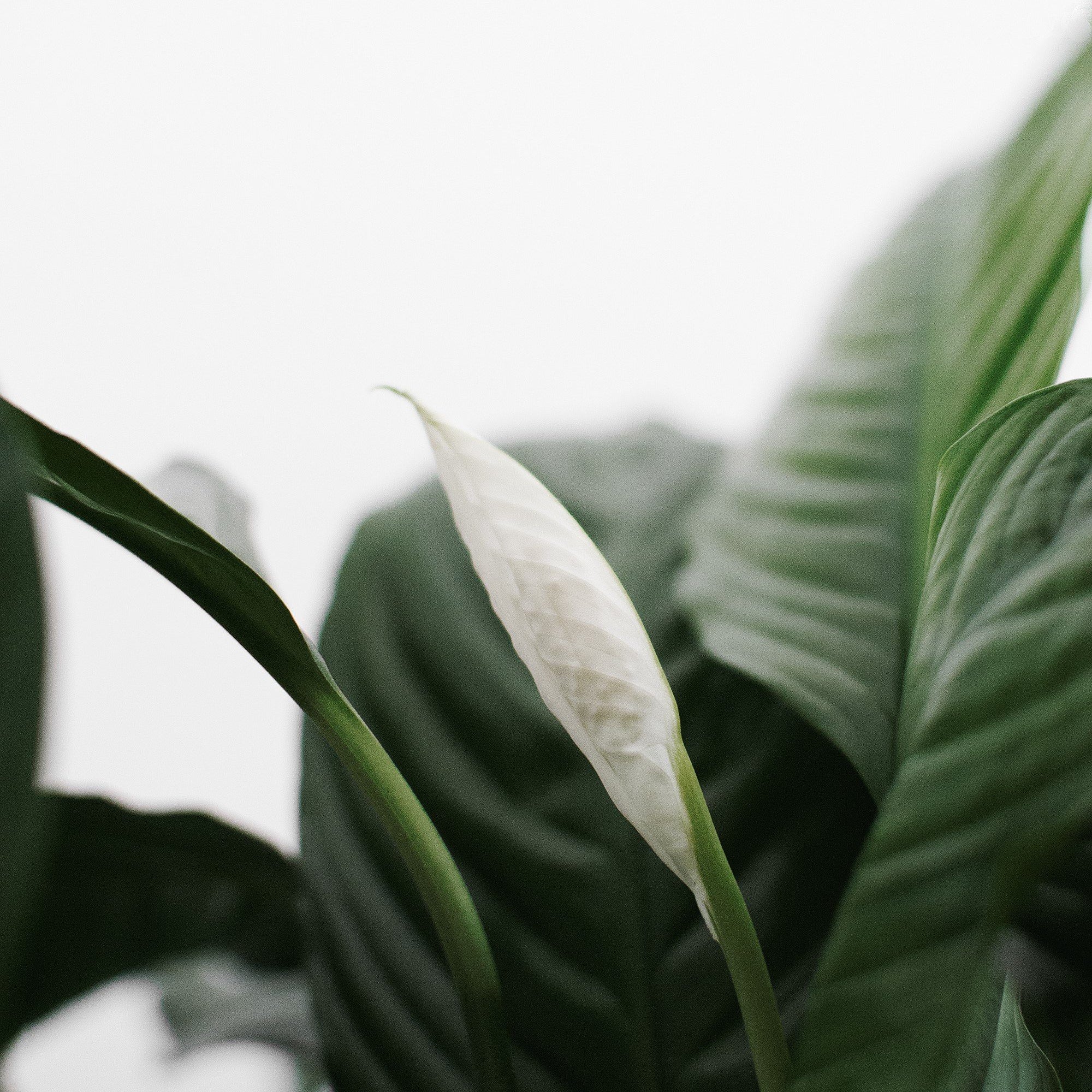 Air Purifying