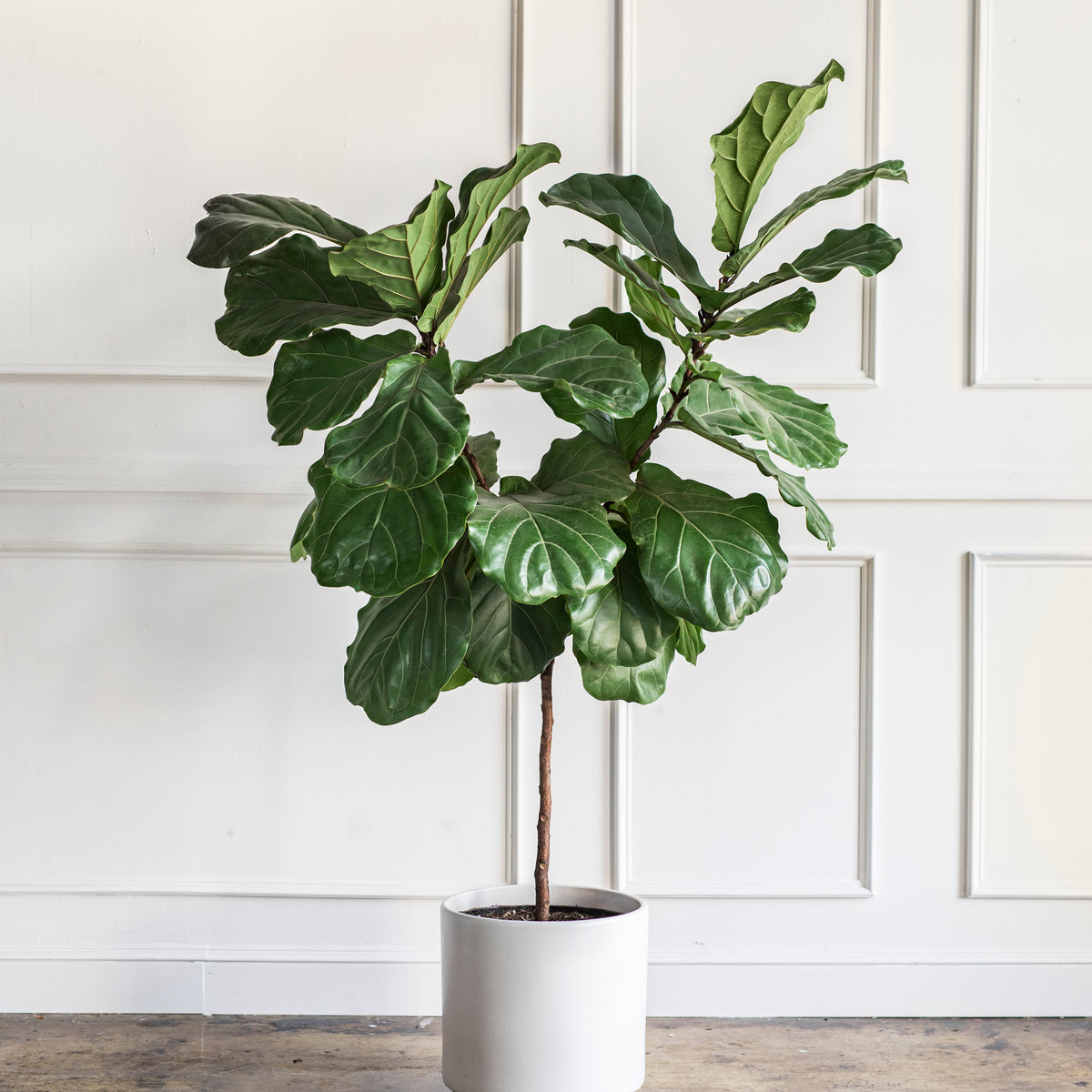 pearl and jade pothos 'Pearls & Jade' Pothos 6"