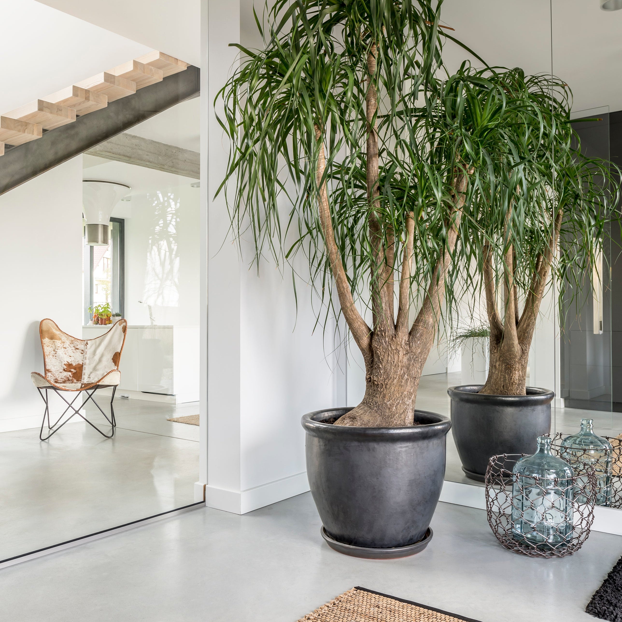 big indoor plants
