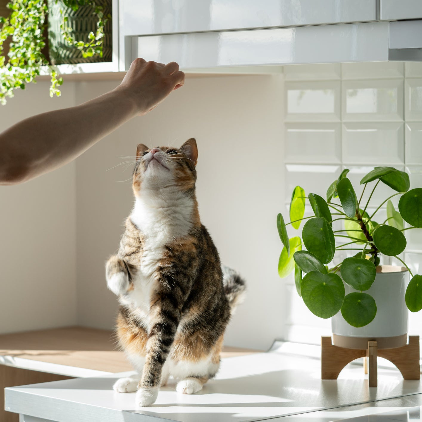 Plant Studio Pet Friendly Plants