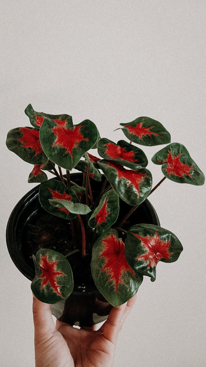 caladium red fairy