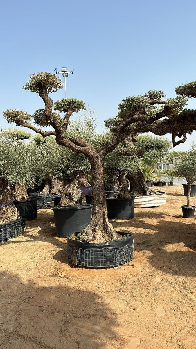 Olive Bonsai 300cm – Plant Studio LLC