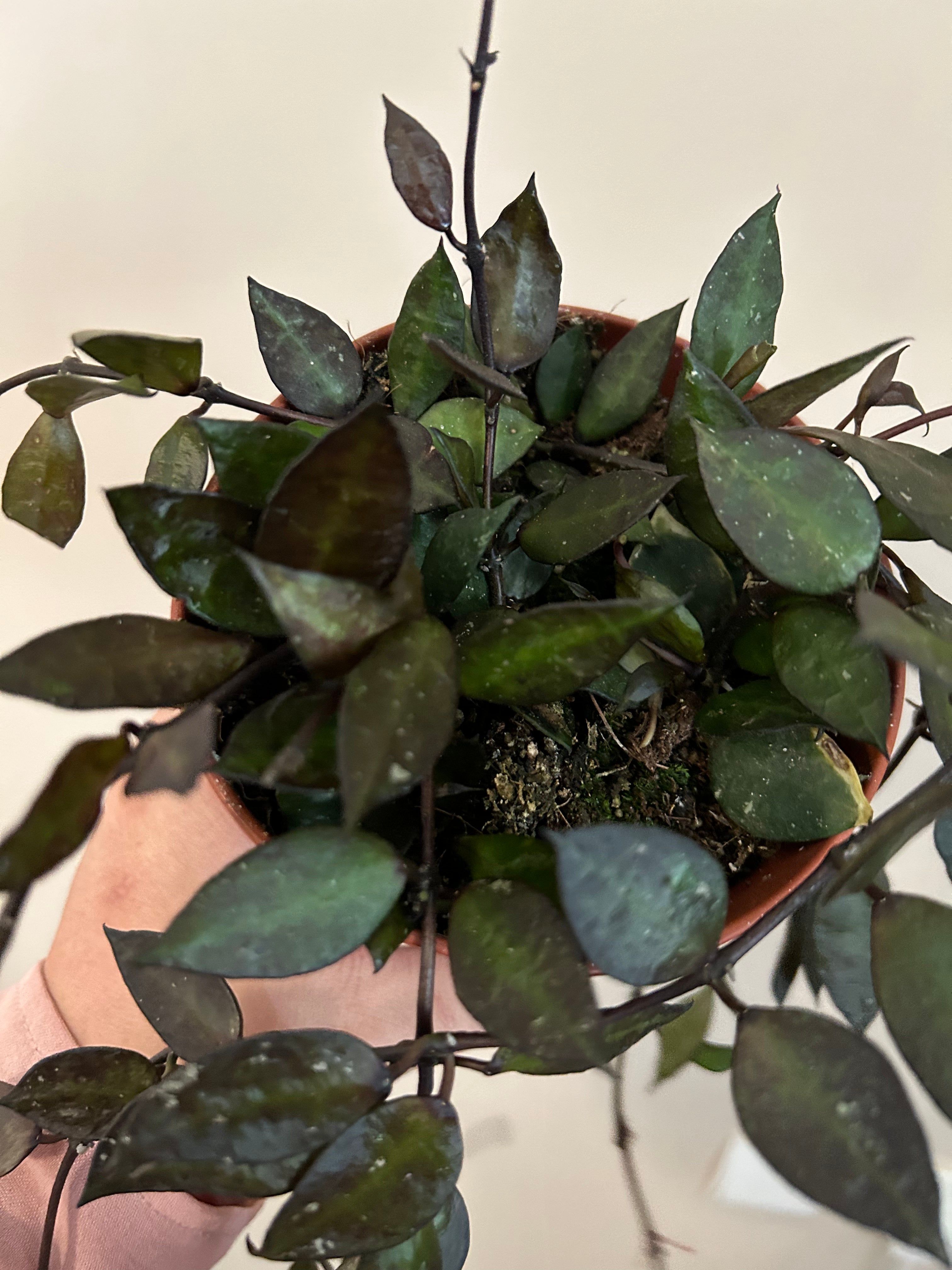 Hoya Krohniana Black - Plant Studio LLC