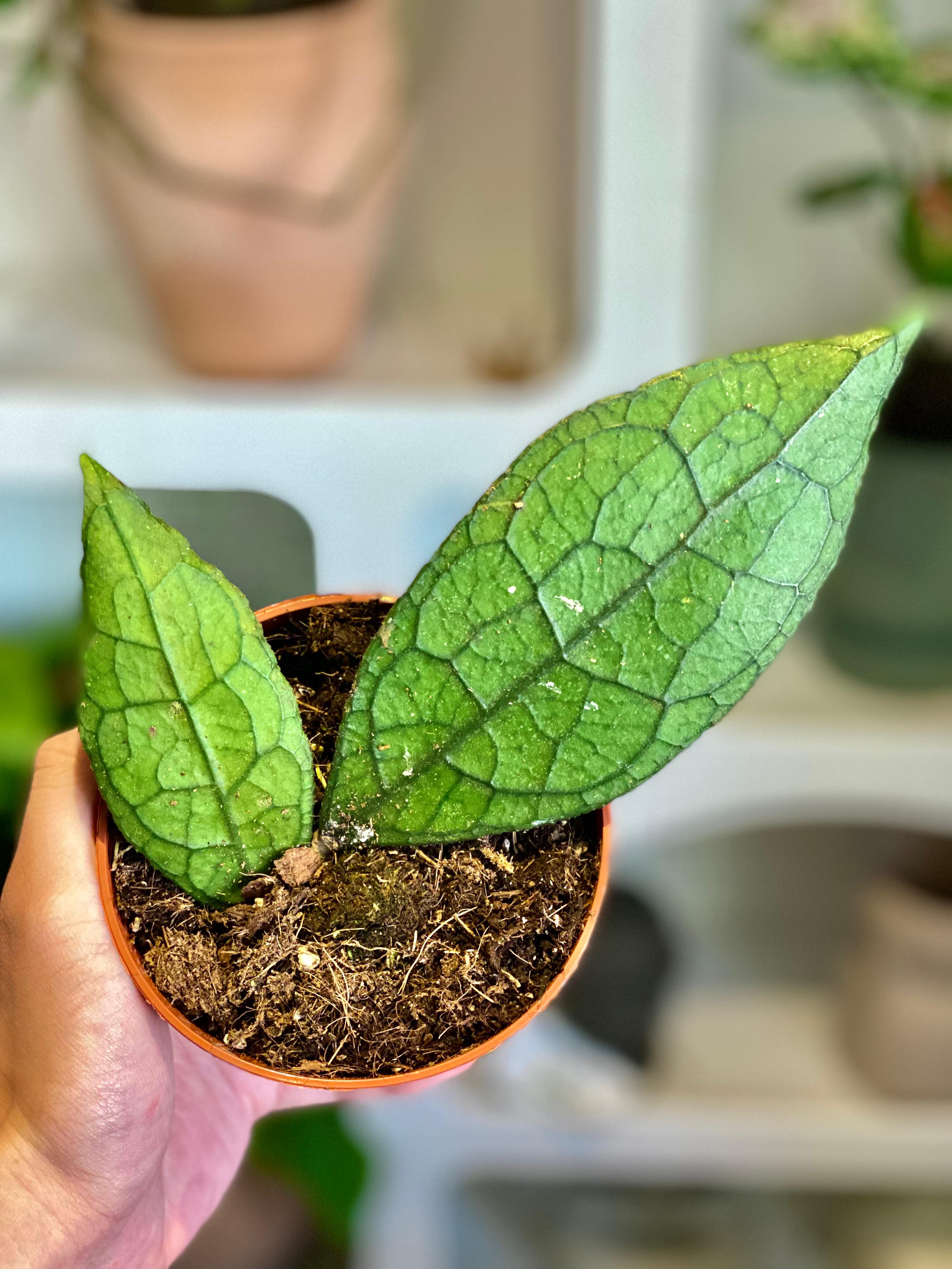 Hoya Clemensiorum from Northern Sumatra