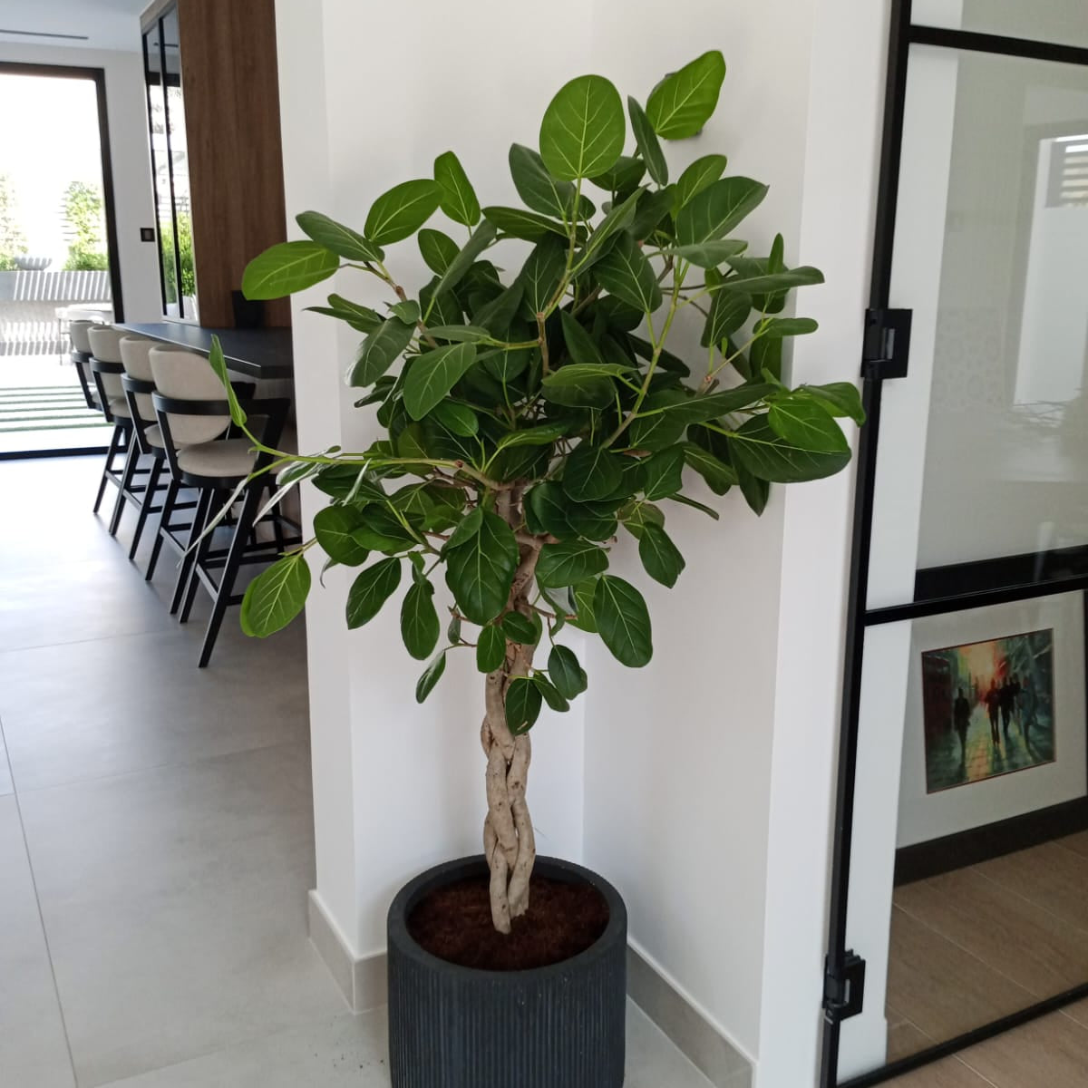 Ficus Audrey – Plant Studio LLC