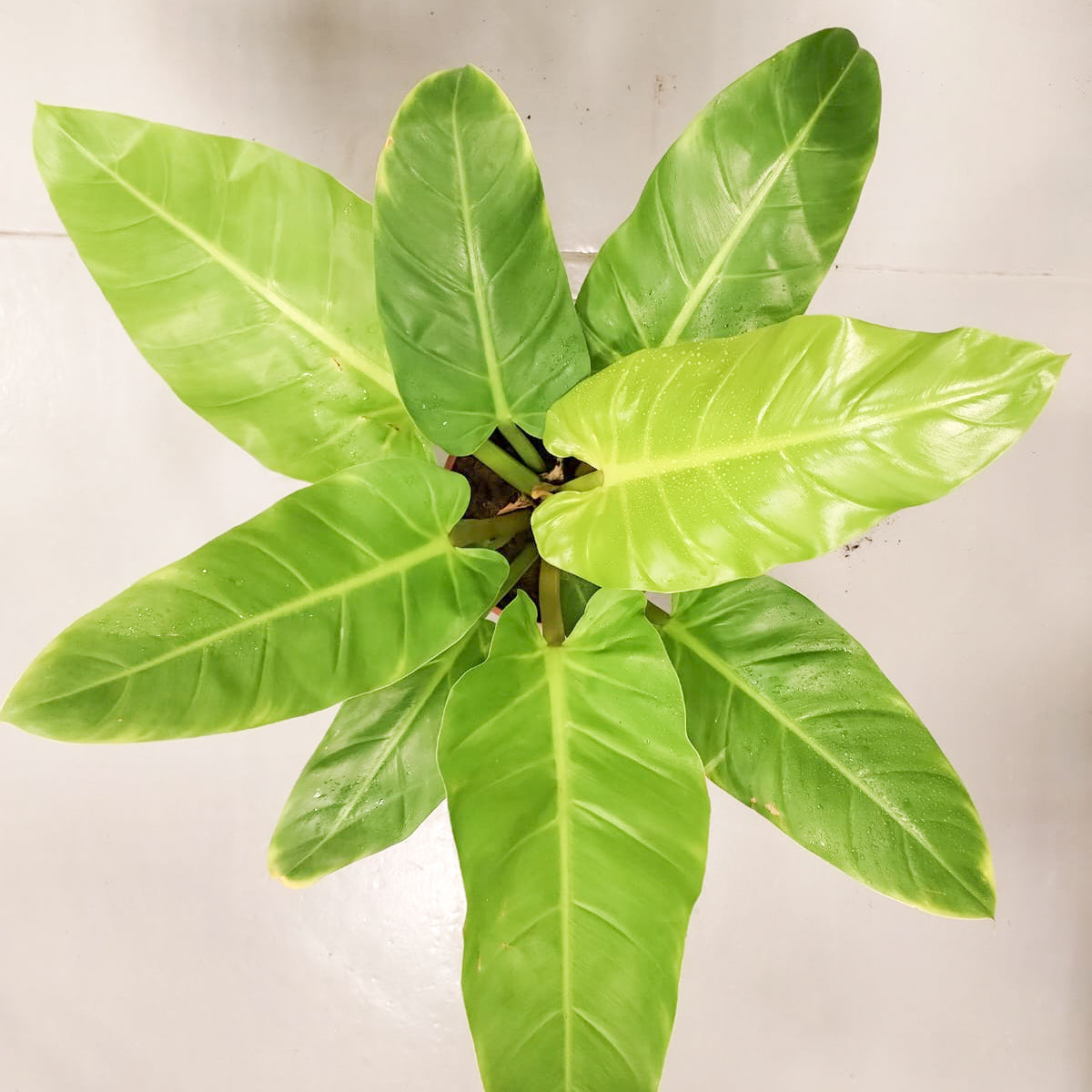philodendron melinonii gold Philodendron Melinonii Gold – Plant Studio LLC