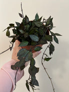 Hoya Krohniana Black - Plant Studio LLC