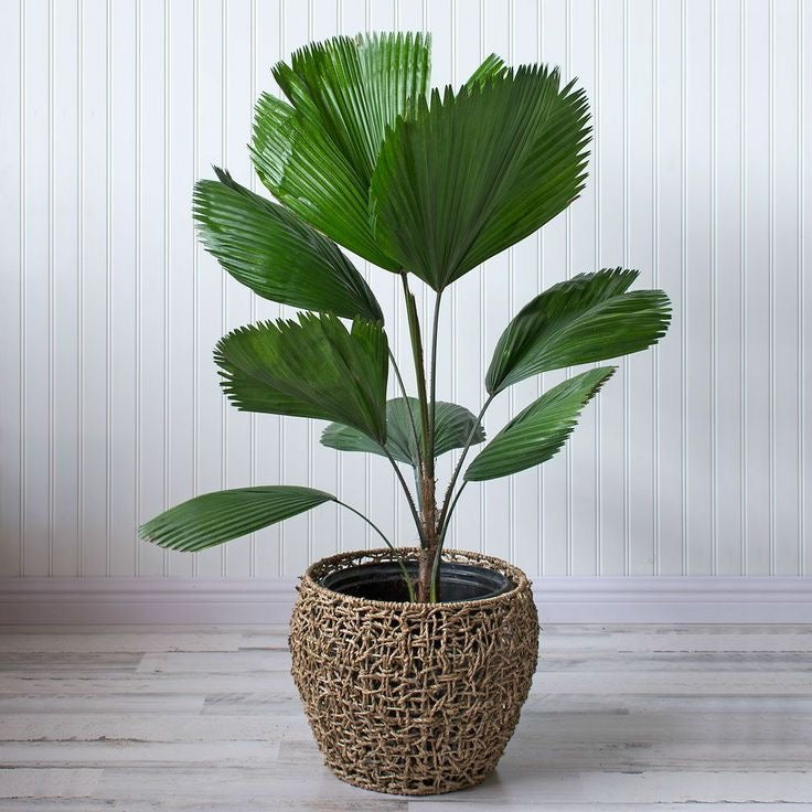 Licuala Grandis 'Ruffled Palm' - Plant Studio LLC
