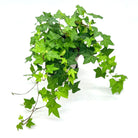 Hedera Helix 'English Ivy' - Plant Studio LLC