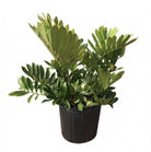 Zamia Furfuracea ‘Cardboard Palm’ - Plant Studio LLC