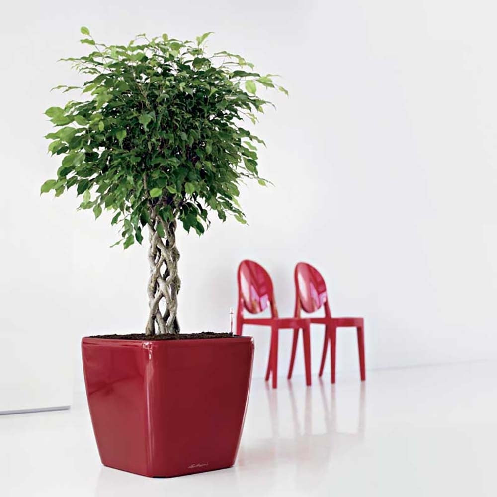 Lechuza Quadro Self Watering Planter - Plant Studio LLC