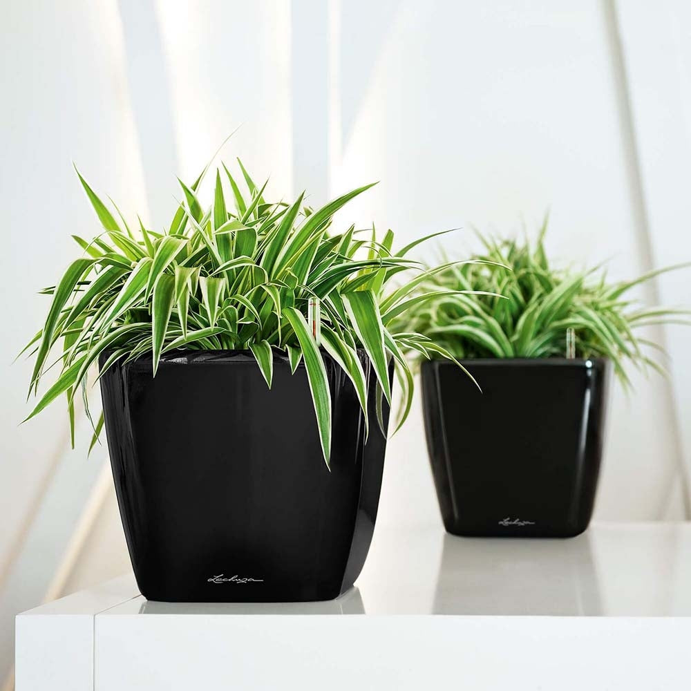 Lechuza Quadro Self Watering Planter - Plant Studio LLC